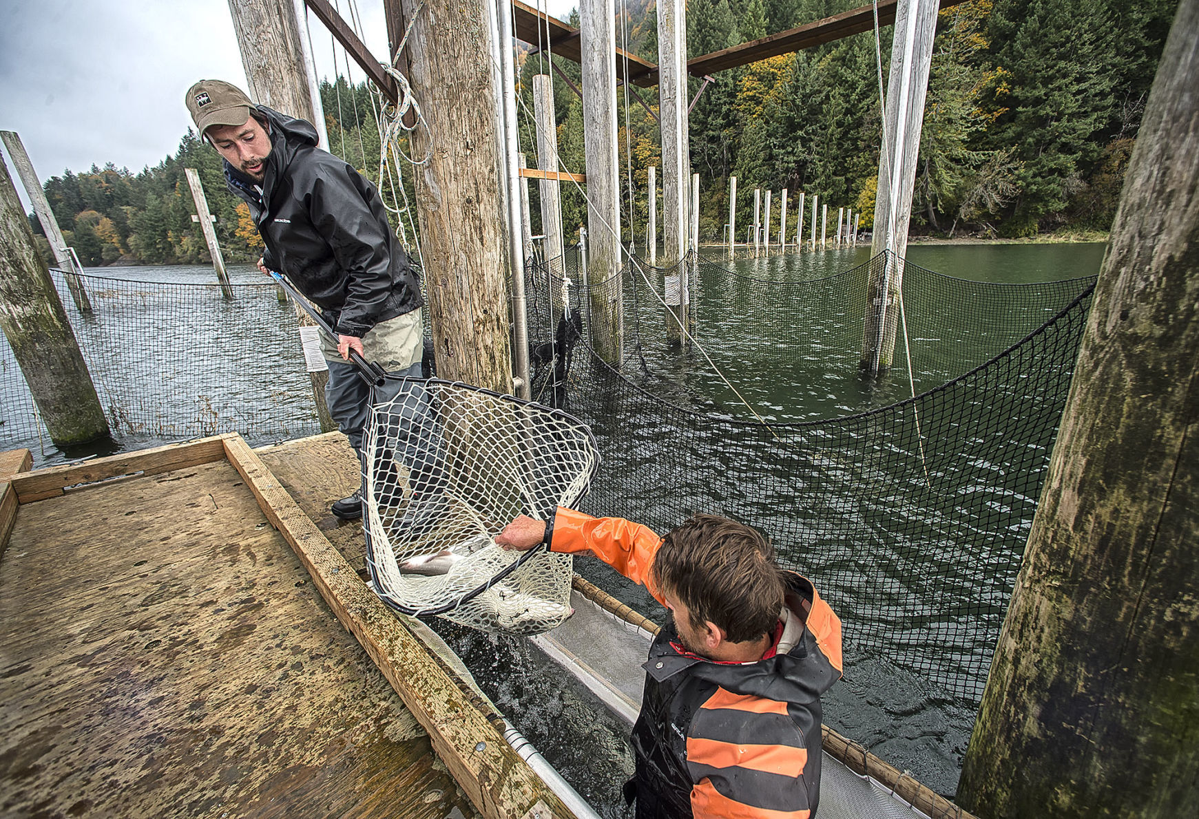 Cathlamet fish trap